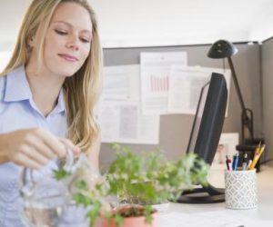 Businesswoman watering plant at desk